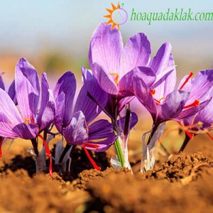 Tại sao Saffron lại có giá cao đến thế, liều lượng sử dụng như thế nào là thích hợp,những lưu ý cho người sử dụng Saffron Tại sao Saffron lại có giá cao đến thế, liều lượng sử dụng như thế nào là thích hợp,những lưu ý cho người sử dụng Saffron